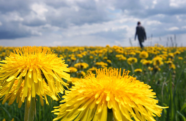 Löwenzahn verwandelt Allgäuwiesen in Blütenmeer
