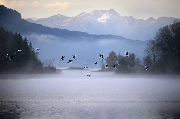 Illasbergsee im Morgennebel