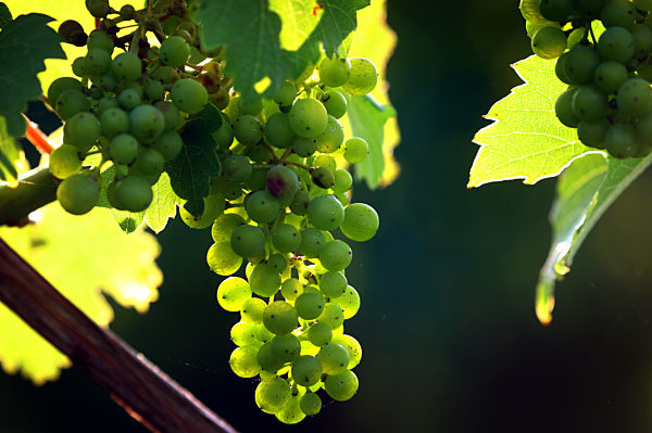 Morgenstimmung in den Weinbergen