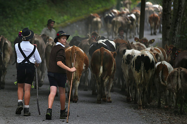 Viehscheid im Allgäu