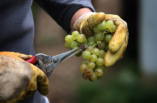 Weinlese un Unterfranken