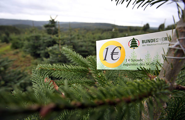 KINA - Mit Weihnachtsbäumen Kindern helfen