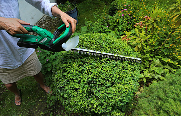 Buchsbaum in Form schneiden