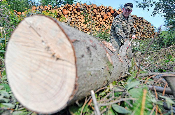 Bundeswehr hilft im Kampf gegen Borkenkäfer