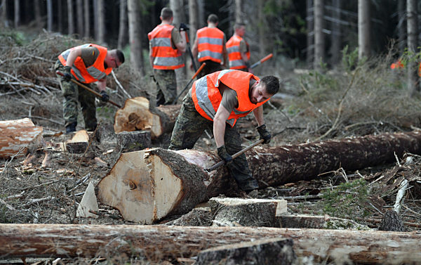 Bundeswehr startet Borkenkäfer-Einsatz im Harz