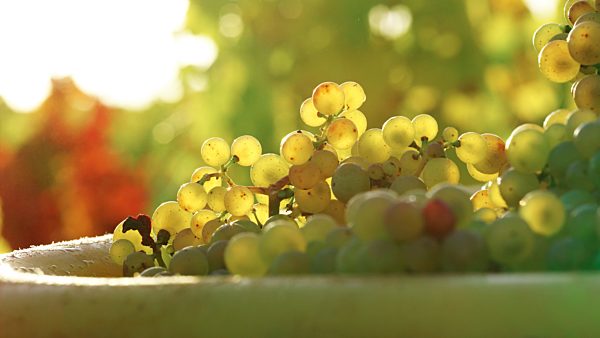white wine grapes