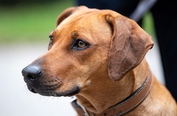 Spezialsprechstunde für übergewichtige Haustiere