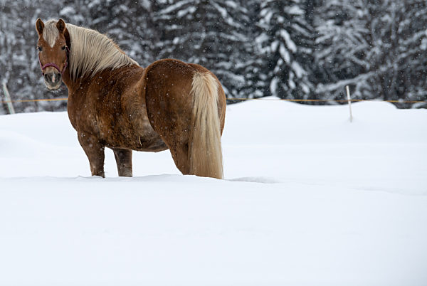 Schnee in Bayern
