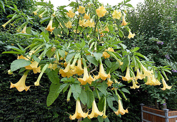 Engelstrompete Trompetenbaum (Brugmansia syn. Datura)