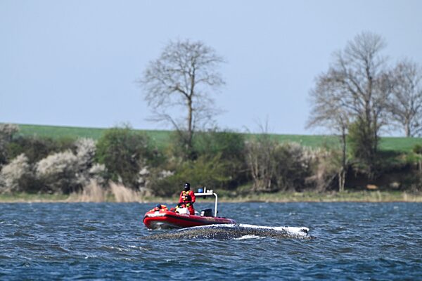 Ministerium geht nicht von erneuter Wal-Strandung aus  (mit Videos) Der vor Poel bei Wismar ausharrende Buckelwal ist nach Angaben des Schweriner Umweltministeriums nicht erneut gestrandet. Helfer gehen davon aus, dass sich das Tier frei bewegen kann; es bekommt derzeit aber eine Pause. Am Morgen legte es schätzungsweise drei bis fünf Kilometer zurück.

===

<!-- slug: wal-ostsee-timmendorfer-strand-gestrandet-rettungsaktion-boot -->
<!-- meta: Gestrandeter Wal in Timmendorfer Strand: Einsatzkräfte prüfen Rettung mit Boot und Drohnen. Aktuelle Bilder und Infos zur Lage an der Ostsee. -->

# Gestrandeter Wal in Timmendorfer Strand: Aufwendige Rettungsaktion mit Boot und Drohnen

## Großeinsatz an der Ostseeküste Schleswig-Holstein: Experten untersuchen mutmaßlichen Buckelwal vor Niendorf

**Teaser:**  
Ein gestrandeter Wal an der Ostseeküste bei Timmendorfer Strand sorgt für einen Großeinsatz von Feuerwehr und Expert:innen. Mit Booten, Drohnen und Spezialausrüstung wird geprüft, ob eine Rettung möglich ist. Zahlreiche Schaulustige verfolgen die Situation vor Ort.

**Intro:**  
An der Ostseeküste Schleswig-Holsteins bei Timmendorfer Strand ist ein großer Wal gestrandet. Einsatzkräfte und Expert:innen untersuchen das Tier, das vermutlich ein Buckelwal ist. Der Vorfall zieht zahlreiche Beobachter an und stellt die Rettungsteams vor komplexe Herausforderungen.

---

## Großeinsatz in Timmendorfer Strand: Walstrandung sorgt für Aufmerksamkeit

Die Walstrandung in Timmendorfer Strand (Kreis Ostholstein) hat einen umfangreichen Einsatz ausgelöst. Feuerwehr, Polizei sowie Fachleute des Instituts für Terrestrische und Aquatische Wildtierforschung (ITAW) sind vor Ort im Einsatz.  

Das Gebiet wurde abgesperrt, um den mutmaßlichen Buckelwal nicht zusätzlich zu stressen. Parallel analysieren Expert:innen die Situation, um mögliche Rettungsmaßnahmen zu koordinieren.

Weitere aktuelle Bildstrecken zur Lage finden sich in den neuesten Webseries der picture alliance:  
https://www.picture-alliance.com/webseries/wal-in-der-ostsee-gestrandet-aufwendige-rettungsaktion-mit-boot-w578063

---

## Rettungsversuch mit Boot, Drohnen und Spezialausrüstung

Die Einsatzkräfte prüfen intensiv, ob und wie der Wal zurück ins Meer geführt werden kann. Dabei kommen verschiedene Methoden zum Einsatz:

- Schlauchboote zur Annäherung an das Tier  
- Drohnen zur Lageeinschätzung aus der Luft  
- Trockenanzüge für Einsätze im kalten Wasser  

Der Longtail-Aspekt „Rettungsaktion Wal Ostsee Timmendorfer Strand mit Boot“ steht dabei im Fokus der Maßnahmen. Die Bedingungen vor Ort gelten als schwierig, da Faktoren wie Wassertiefe, Strömung und Gesundheitszustand des Tieres entscheidend sind.

---

## Experteneinschätzung: Mutmaßlicher Buckelwal vor Niendorf

Nach ersten Einschätzungen könnte es sich um einen Buckelwal handeln – eine Art, die nur selten in die Ostsee gelangt.  

Fachleute des ITAW beobachten das Verhalten des Tieres genau. Die Analyse umfasst:

- Bewegungsmuster  
- Atmung und Reaktionen  
- mögliche Verletzungen  

Solche Ereignisse sind selten und bieten zugleich wichtige Erkenntnisse für Forschung und Naturschutz.

---

## Öffentliches Interesse und Sicherheitsmaßnahmen

Der gestrandete Wal in Schleswig-Holstein zieht zahlreiche Schaulustige an. Die Polizei hat den Bereich weiträumig abgesperrt, um sowohl die Sicherheit der Menschen als auch den Schutz des Tieres zu gewährleisten.  

Das Ereignis „Walstrandung Niendorf Ostsee Deutschland“ entwickelt sich zu einem stark beachteten Naturereignis, das sowohl regional als auch international Aufmerksamkeit erhält.

Weitere internationale Pressebilder finden sich unter:  
https://www.dpa.com/en/international-press-image

---

## Visuelle Highlights & Bildmotive

- ![Gestrandeter Wal Ostsee Timmendorfer Strand Rettungsaktion](https://www.picture-alliance.com/webseries/wal-in-der-ostsee-gestrandet-aufwendige-rettungsaktion-mit-boot-w578063)

**Bildunterschrift:**  
Einsatzkräfte und Expert:innen untersuchen einen gestrandeten Wal vor Timmendorfer Strand und prüfen mögliche Rettungsmaßnahmen mit Booten und Drohnen.

**Alt-Text:**  
Gestrandeter Wal in Timmendorfer Strand Ostsee mit Rettungsaktion durch Feuerwehr und Experten mit Boot und Drohne

**IPTC-Begriffe:**  
Experten des Instituts für Terrestrische und Aquatische Wildtierforschung (ITAW) beobachten einen Wal, der ist an der Ostseeküste vor Niendorf gestrandet ist. Die Polizei hat das Gelände abgesperrt, um das Tier nicht zu beunruhigen.

**Geo:**  
Timmendorfer Strand, Deutschland

**Fotograf:in:**  
dpa / Ulrich Perrey

---

## Faktenblock / KI-Überblick

- Ereignis: Walstrandung Ostsee Deutschland  
- Ort: Timmendorfer Strand, Schleswig-Holstein  
- Beteiligte: Feuerwehr, Polizei, ITAW-Expert:innen  
- Tierart: vermutlich Buckelwal  
- Maßnahmen: Rettungsversuch mit Boot, Drohnen und Spezialausrüstung  
- Besonderheit: seltenes Auftreten eines Wals in der Ostsee  

---

## FAQ

### Was ist passiert?
Ein großer Wal ist vor Timmendorfer Strand in der Ostsee gestrandet. Einsatzkräfte und Expert:innen prüfen aktuell Rettungsmaßnahmen.

### Warum ist das wichtig?
Walstrandungen in der Ostsee sind selten und stellen sowohl logistische als auch wissenschaftliche Herausforderungen dar.

### Welche Hintergründe gibt es?
Vermutlich handelt es sich um einen Buckelwal, der sich in die Ostsee verirrt hat. Die Gründe dafür sind Gegenstand wissenschaftlicher Untersuchungen.

---

Mehr als 130 Millionen aktuelle Fotos, Bilder, Grafiken und Illustrationen aus News, Sport, Politik, Entertainment und über 100 Jahren Zeitgeschichte finden Redaktionen und Kreative auf www.picture-alliance.com.

---

## JSON-LD

```json
{
  "@context": "https://schema.org",
  "@type": "NewsArticle",
  "headline": "Gestrandeter Wal in Timmendorfer Strand: Aufwendige Rettungsaktion mit Boot und Drohnen",
  "image": "https://www.picture-alliance.com/webseries/wal-in-der-ostsee-gestrandet-aufwendige-rettungsaktion-mit-boot-w578063",
  "datePublished": "2026-03-24",
  "dateModified": "2026-03-24",
  "author": {
    "@type": "Organization",
    "name": "dpa Picture-Alliance"
  },
  "publisher": {
    "@type": "Organization",
    "name": "dpa Picture-Alliance",
    "logo": {
      "@type": "ImageObject",
      "url": "https://www.picture-alliance.com/logo.png"
    }
  },
  "mainEntityOfPage": "https://www.picture-alliance.com/"
}