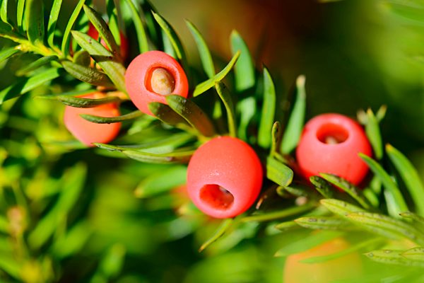 Europäische Eibe, Taxus baccata