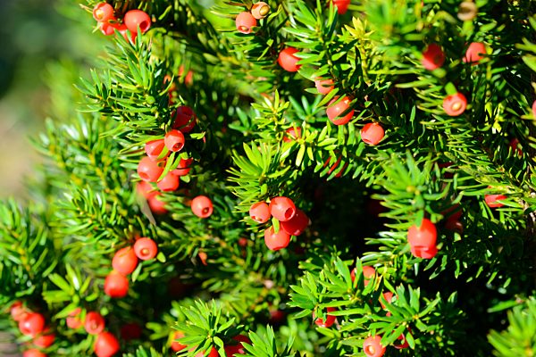 Europäische Eibe, Taxus baccata