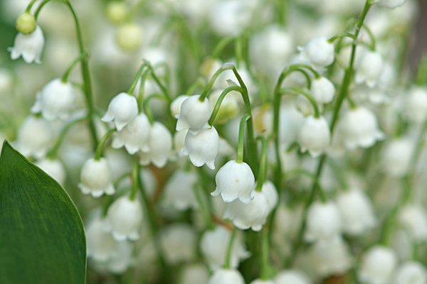 Maiglöckchen, Convallaria majalis, Giftpflanze