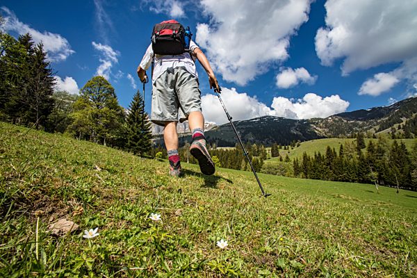 Mountain Hiker rear view at ascent, passing over field with flowers...