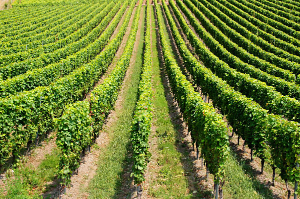 viele grüne Zeilen eines frisch geschnittenen Weinbergs an der Mosel