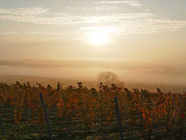 Autumnal vineyardwith colourful vines, winegrowing area Rhinehesse...