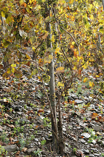 Weinstock mit reifen Trauben, Weinanbaugebiet Mosel, Rheinland-Pfalz...