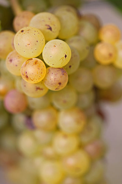 Ripe, sweet grapes