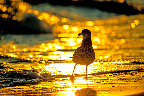 Herring gull on a beach of the Baltic Sead during sunrise