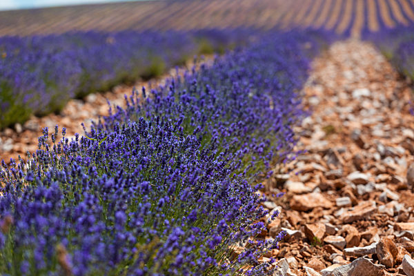 Lavender field in Provence