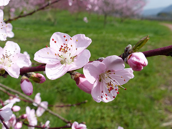 Moselweinbergpfirsichblüte in Pommern / Mosel