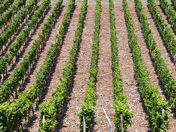 Vineyard at Schlossböckelheim / Nahe-Wine-Street