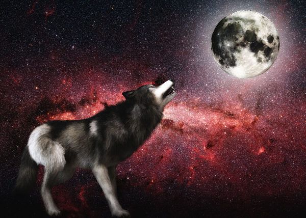 Digital 3D Illustration of a Wolf, Elements by NASA