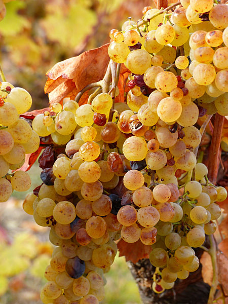 Sweet juicy grapes hanging in a vine in Rhinehesse, Rhineland Palatinate
