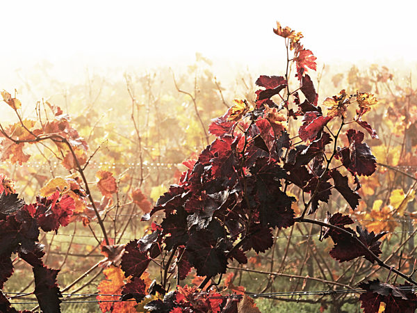 It is autum in a vineyard in winegrowing district Rhinehesse, Spiesheim...