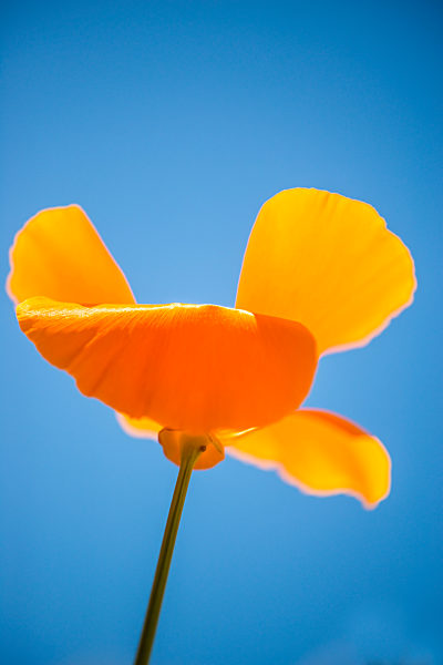 Californian poppy, closeup of the flower in back lighting