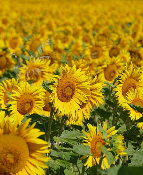 Sonnenblumen, Helianthus annuus, Sonnenblumenfeld