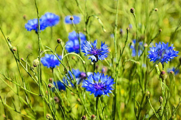 Blaue Kornblumen, Centaurea cyanus, im Weizenfeld in Pönitz am See...