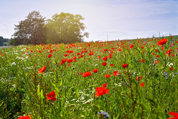 Blühende Mohnblumen, Papaver rhoeas, in Pönitz am See, Schleswig-Holstein...