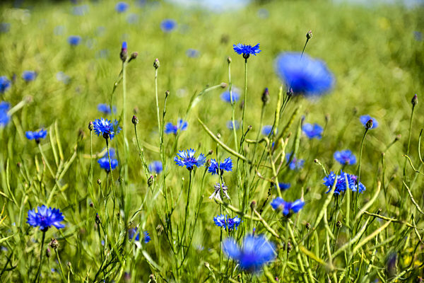 Blaue Kornblumen, Centaurea cyanus, im Weizenfeld in Pönitz am See...