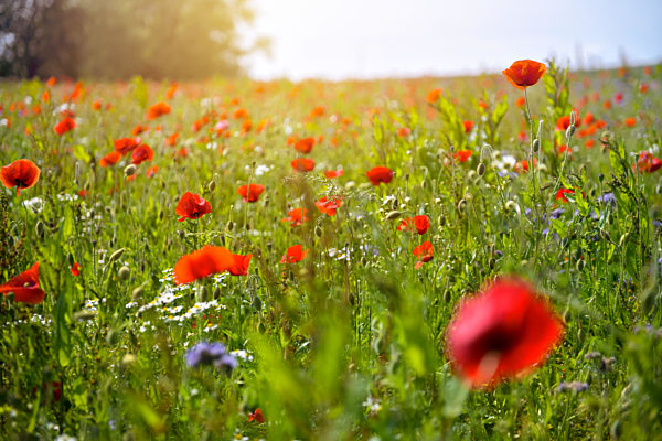Blühende Mohnblumen, Papaver rhoeas, in Pönitz am See, Schleswig-Holstein...
