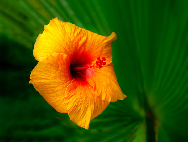 orange Blossom of the subtropical hibiscus plant