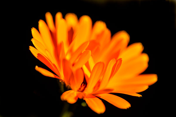 Calendula, medicinal plant with flower