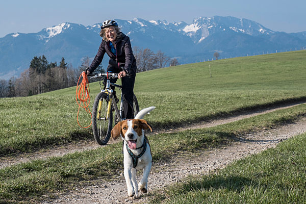 Beagle and her owner are on a mountain bike tour in the Isarwinkel