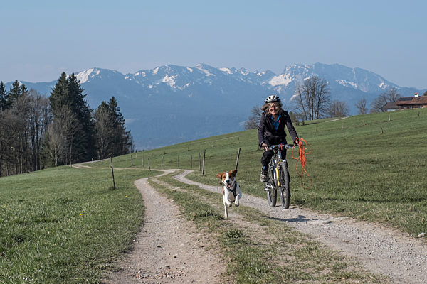 Beagle and her owner are on a mountain bike tour in the Isarwinkel
