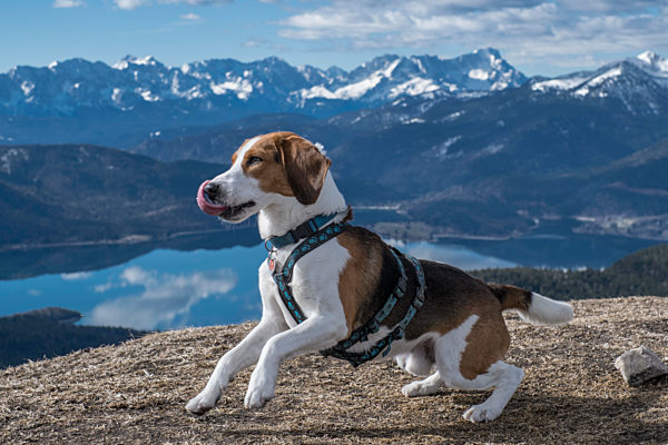 Beagle auf dem Gipfel des Hirschhörndlkopfs vor dem Panorama des...