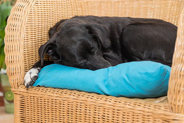 schwarzer Hund schläft auf seinem Lieblingsplatz Rattansessel