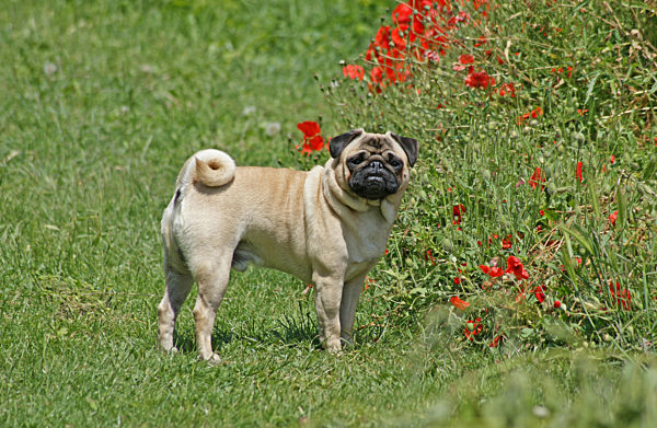 Beiger Mops steht auf einer Blumenwiese und wartet aufs Gassigehen