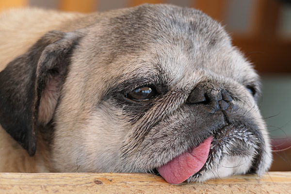 Älterer Mops döst an der Tischkante