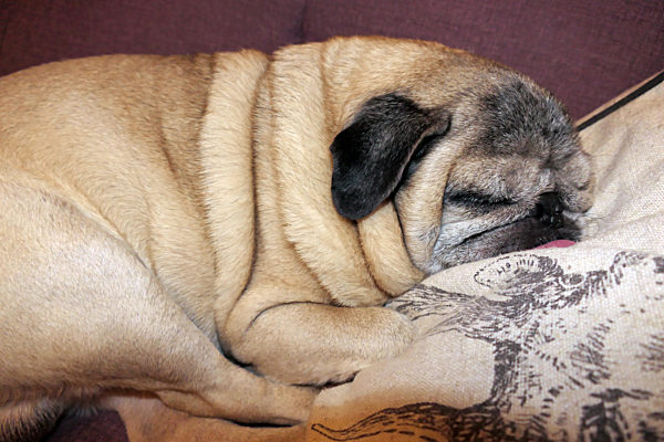 Schlafender beiger Mops, Seniormops