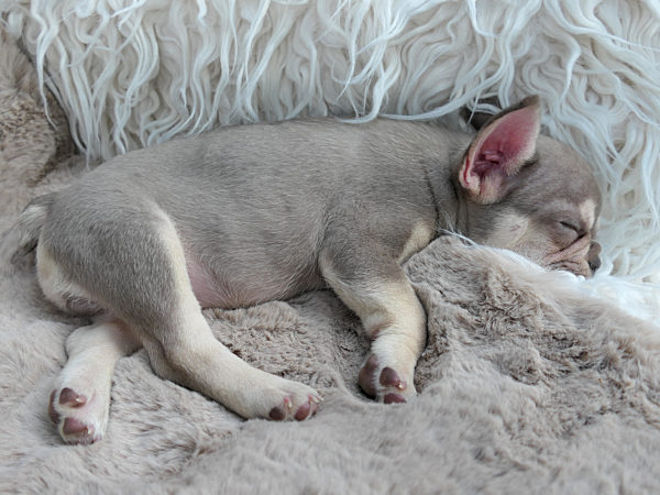 Französische Bulldogge, Welpe
