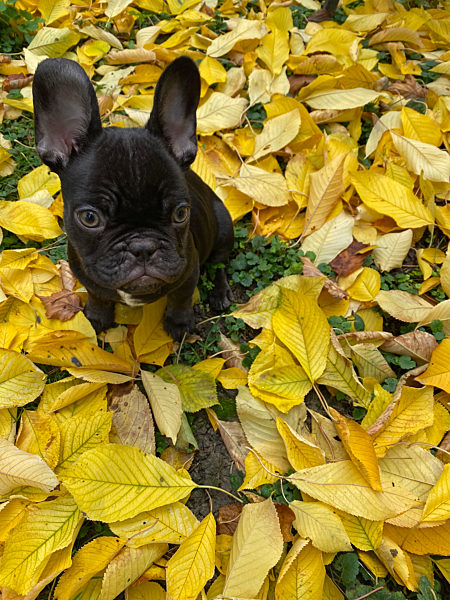Schwarze Französische Bulldogge, Welpe im Herbstlaub