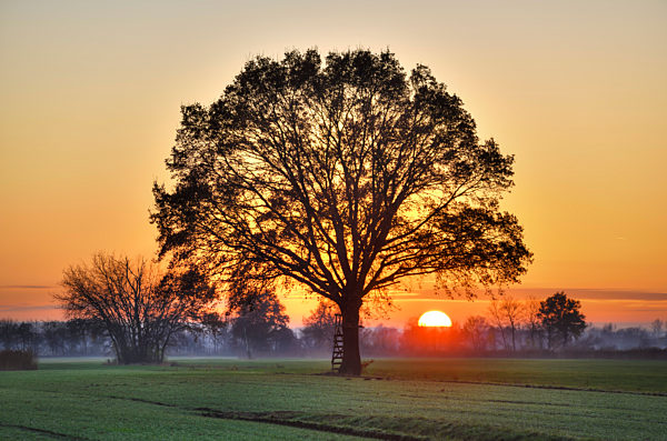 Oak And Sunset In Kirchwerder, Hamburg, Germany