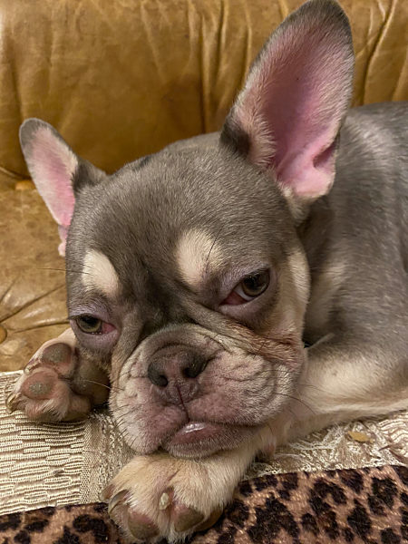 Französische Bulldogge, Welpe, auf Couch liegend