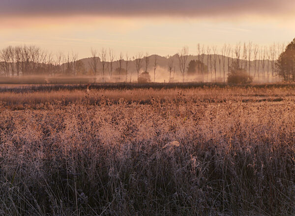 Early Morning Fog In Ampermoos, Amper Fen, River Valley Fen Near Lake Ammersee, Next To Eching, Upper Bavaria