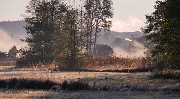 Early Morning Fog In Ampermoos, Amper Fen, River Valley Fen Near Lake Ammersee, Next To Eching, Upper Bavaria